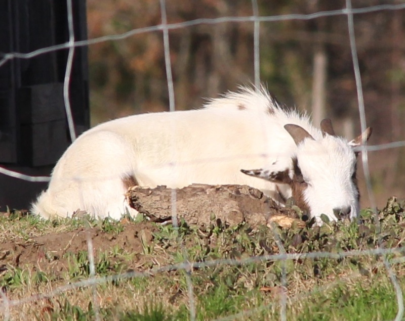 Mes 4 ruminants et leur ami le chien - Page 3 Img_0610