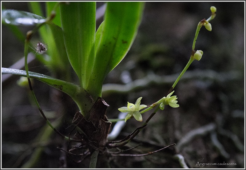 angraecum dupontii , orchidée endémique . Caules10