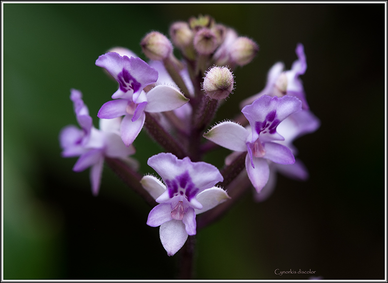 cynorkis nutans et angraecum tenellum Discol12