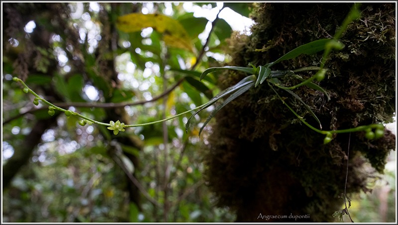 angraecum dupontii , orchidée endémique . Dupont12