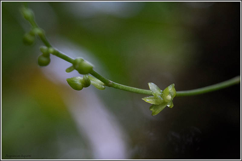 angraecum dupontii , orchidée endémique . Dupont13