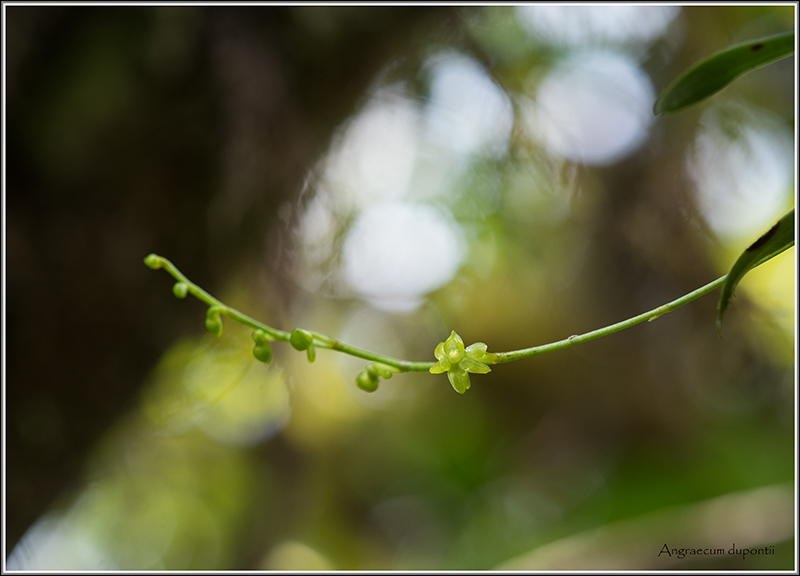 angraecum dupontii , orchidée endémique . Dupont19