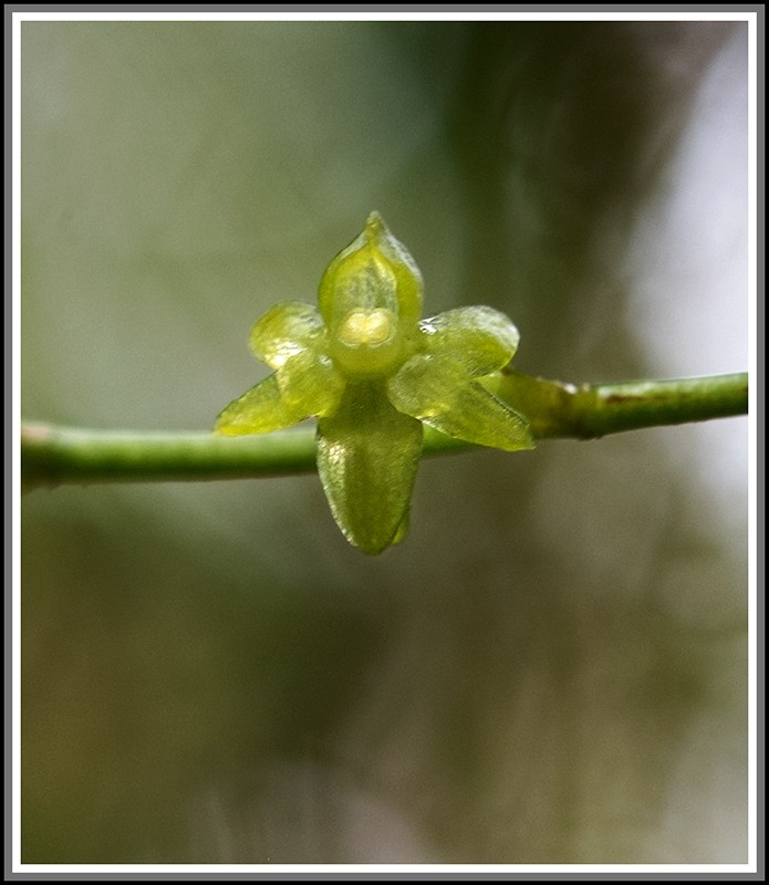 angraecum dupontii , orchidée endémique . Dupont20