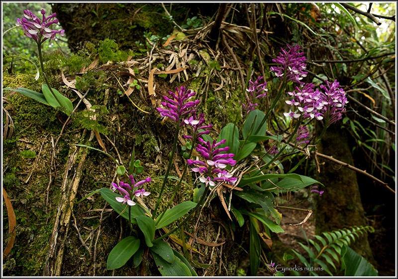 cynorkis nutans et angraecum tenellum Nutans12