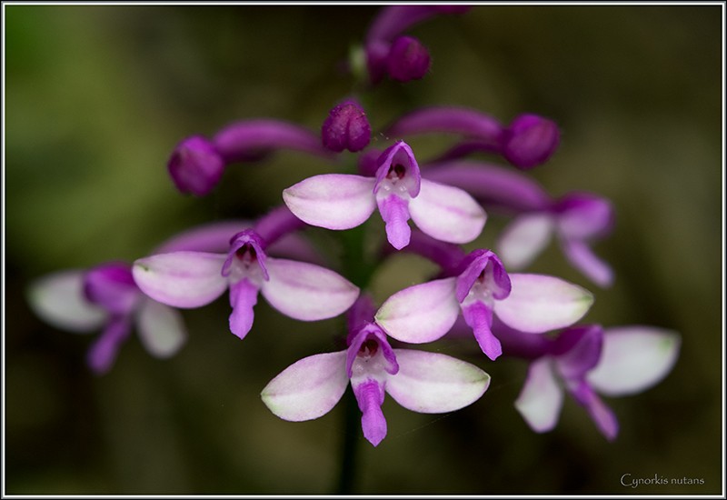 cynorkis nutans et angraecum tenellum Nutans18