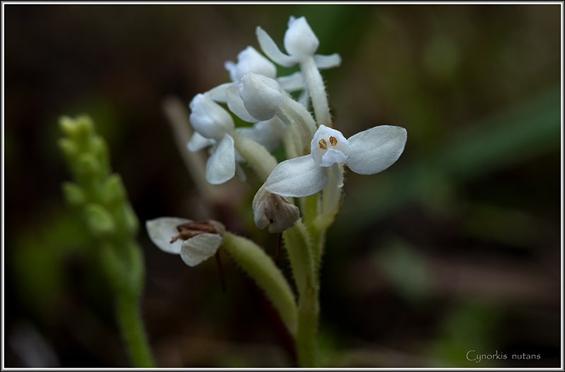 cynorkis nutans et angraecum tenellum Nutans23