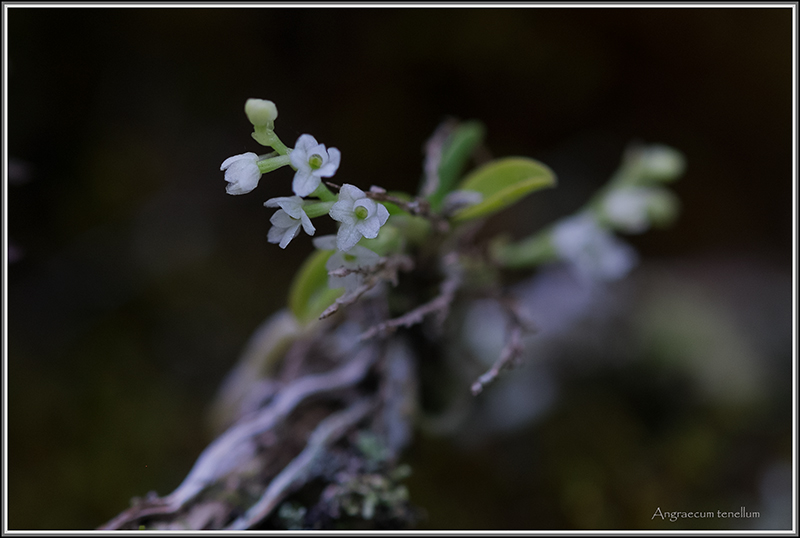 cynorkis nutans et angraecum tenellum Tenell15