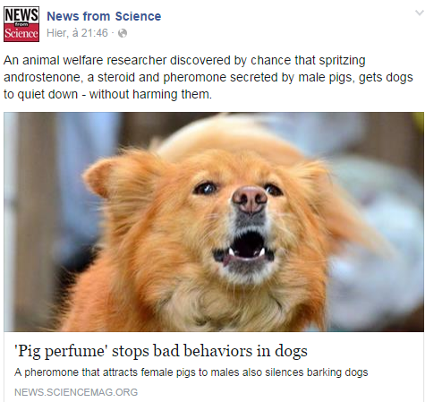 'Pig perfume' stops bad behaviors in dogs Temp574