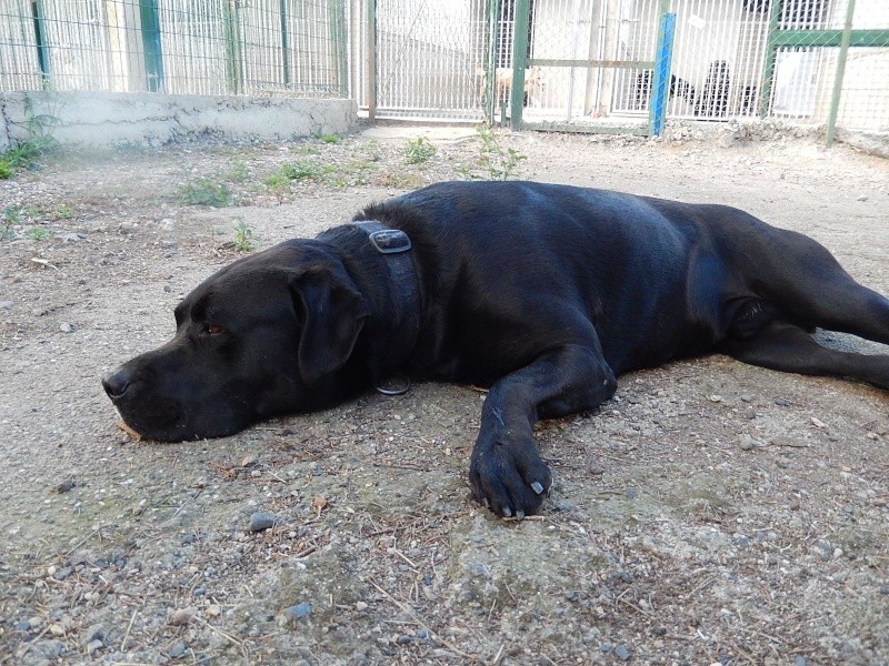 SAM (mâle croisé labrador identifié) réservé Dscn6011