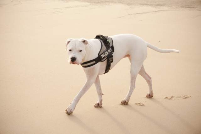 Balades canines en Nord (59)/Pas de Calais (62) - Boulogne-sur-Mer, Calais et Lille - Page 18 _mg_4813