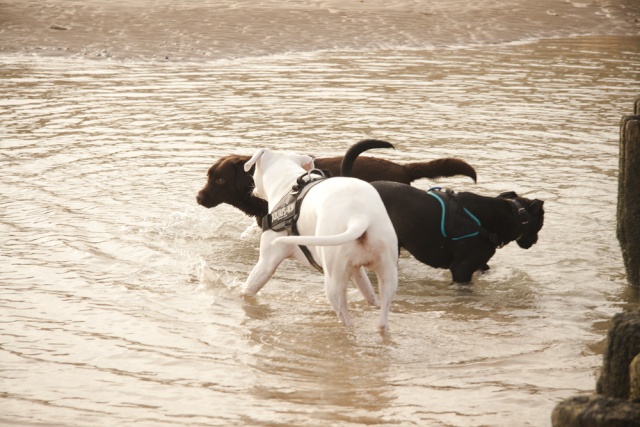 Balades canines en Nord (59)/Pas de Calais (62) - Boulogne-sur-Mer, Calais et Lille - Page 18 _mg_4816