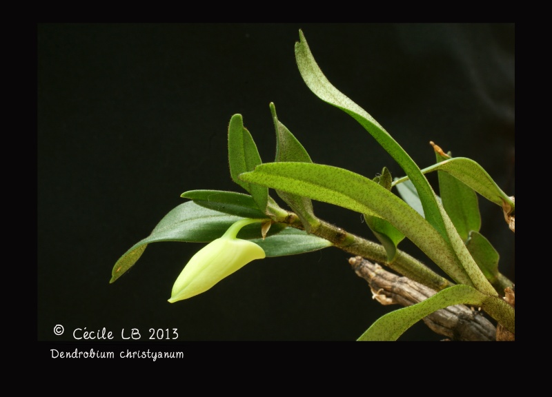 Dendrobium christyanum 20130610