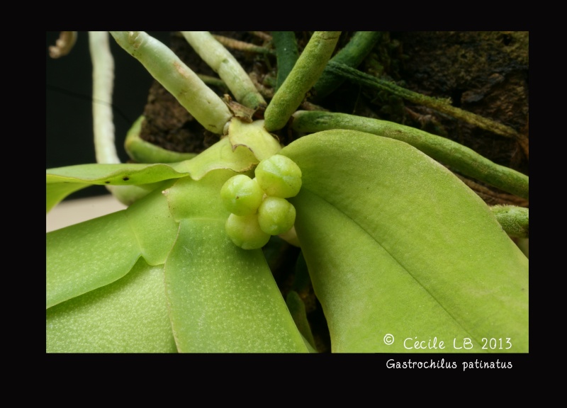 Gastrochilus patinatus 20130611