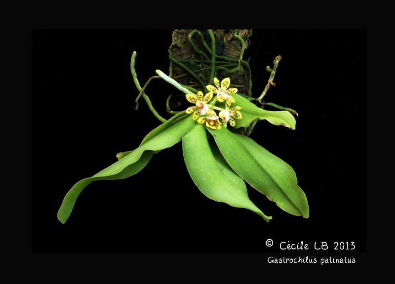 Gastrochilus patinatus 20130713