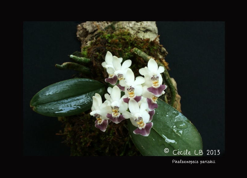 Phalaenopsis parishii 20130716