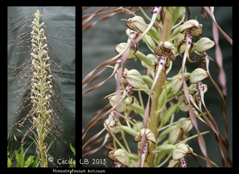 Himantoglossum hircinum (Orchis bouc) Himant10