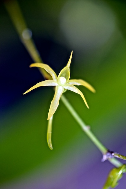 Angraecum calceolus Angrae10