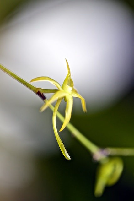 Angraecum calceolus Angrae11