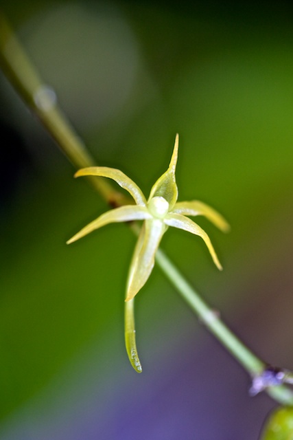 Angraecum calceolus Angrae13
