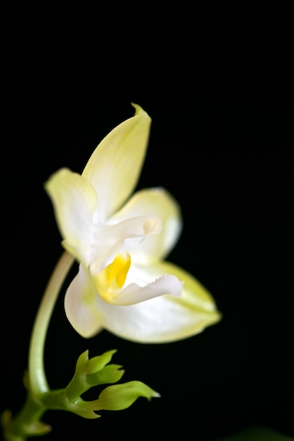 Phalaenopsis  bellina alba x pulchra alba Bellin11