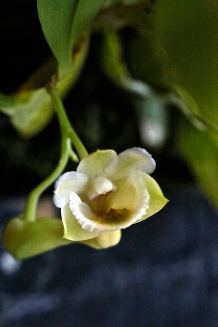 Dendrobium lamellatum Dendro15