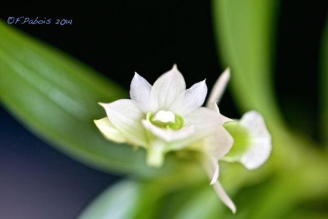 Dendrobium oligophyllum Dendro18