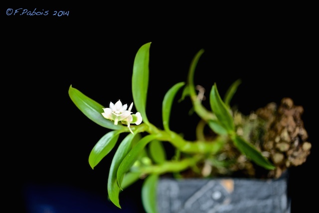 Dendrobium oligophyllum Dendro19