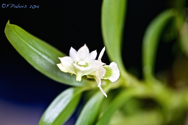 Dendrobium oligophyllum Dendro20