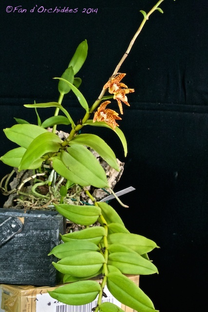 Dendrobium insigne Dendro24