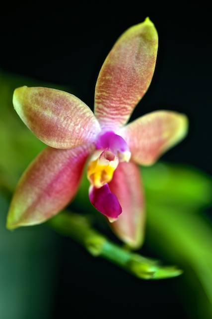 Phalaenopsis Princess Kaiulani Kaiula12