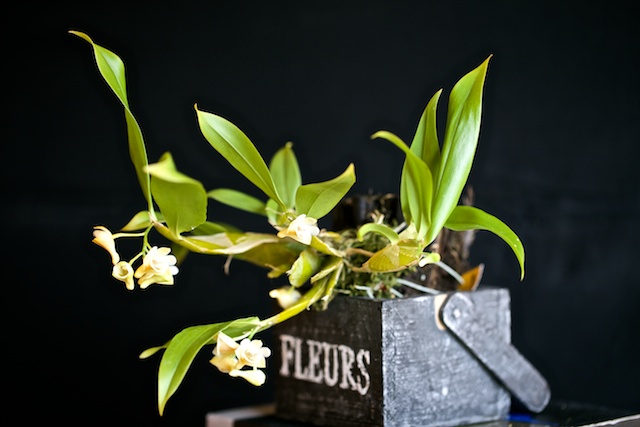 Dendrobium lamellatum Lamell10