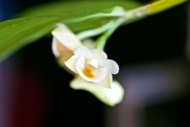 Dendrobium lamellatum Lamell11
