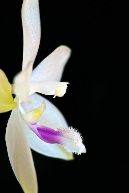 Phalaenopsis tetraspis C1 Phalae15