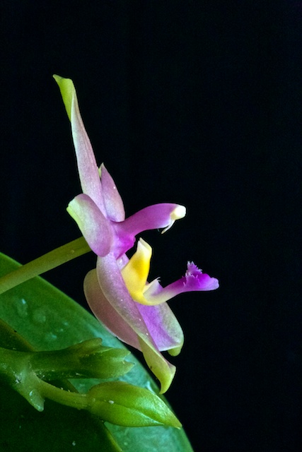 Phalaenopsis valentinii x bellina Phalae20
