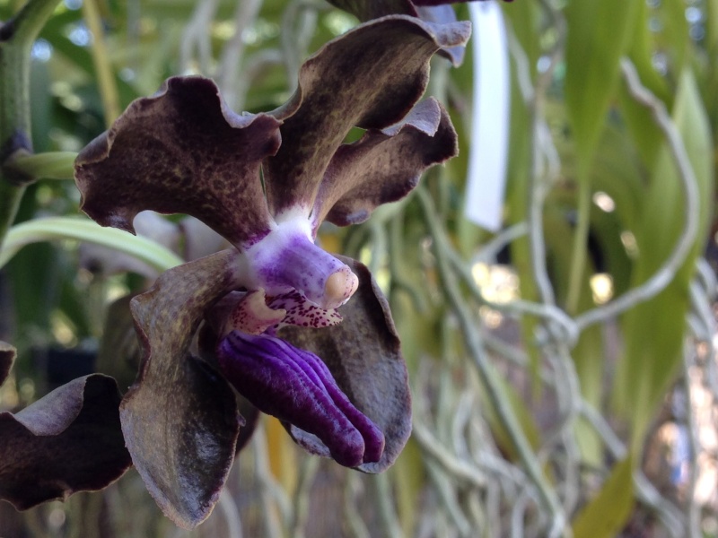 Vanda Mimi Palmer x Vanda Indien Incense Photo_20