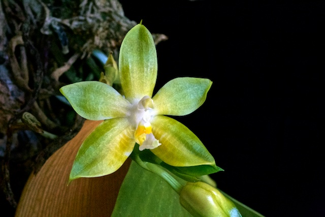 Phalaenopsis Princess Kaiulani alba Prince10