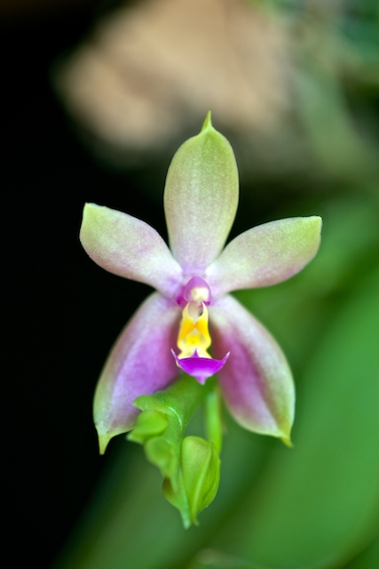 Phalaenopsis valentinii x bellina Valent10