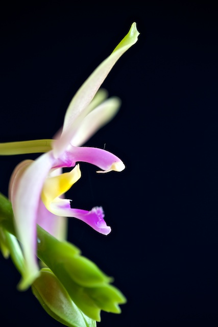 Phalaenopsis valentinii x bellina Valent11
