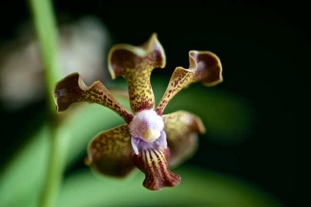 Vanda Somthawil x vanda kultana fragrance Vanda_34