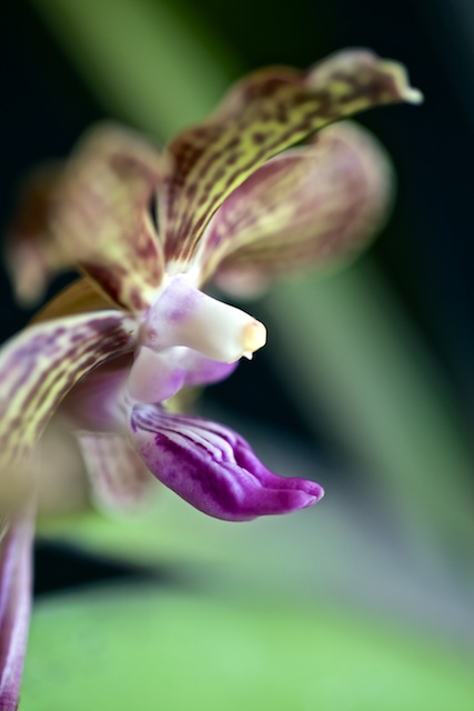 Vanda lamellata x Mimi Palmer Vanda_42