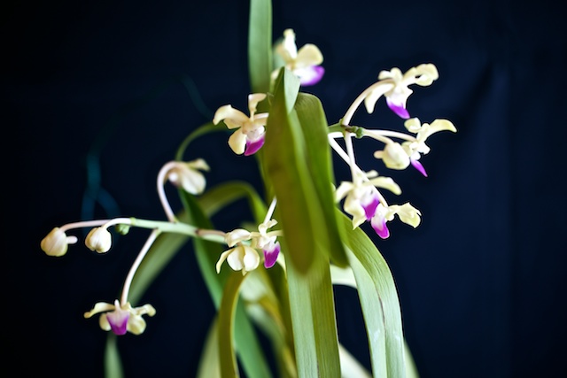 Vanda ustii Vanda_45