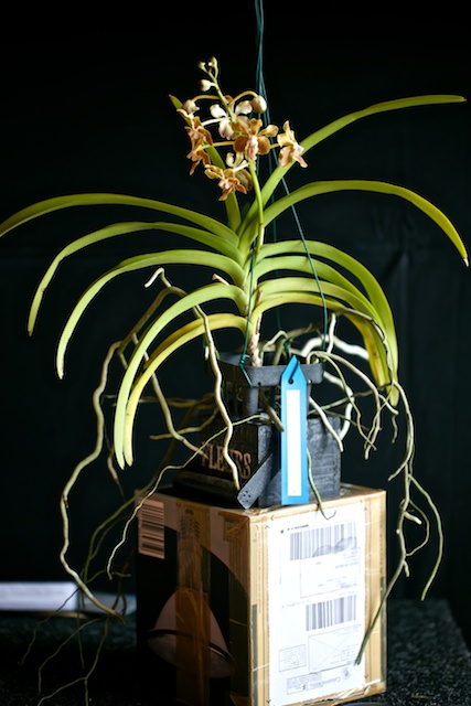 Vanda Bronze Butterfly Vanda_55