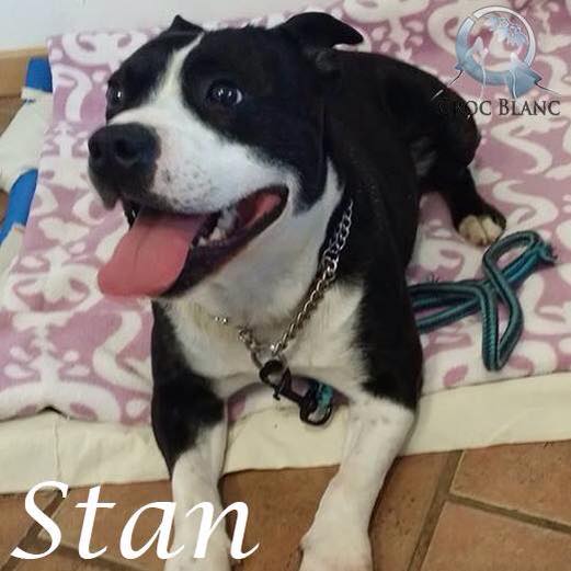 Stan Staffie LOF de 5 ans / association croc blanc Stan_110