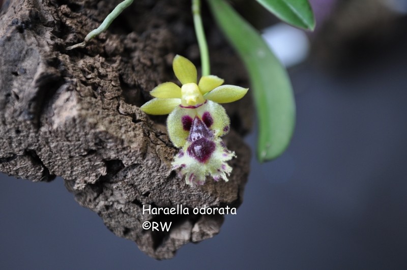 Miniatur-Orchideen 2. Teil - Seite 2 Hara_o10