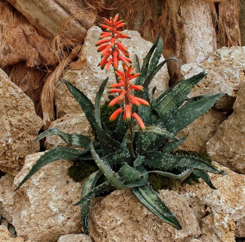 Aloe prostrata