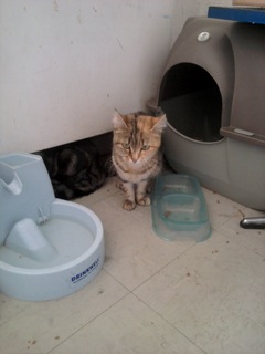  Solaris 2 adoptée + Milie 2 : 27/08/14  Chatte10