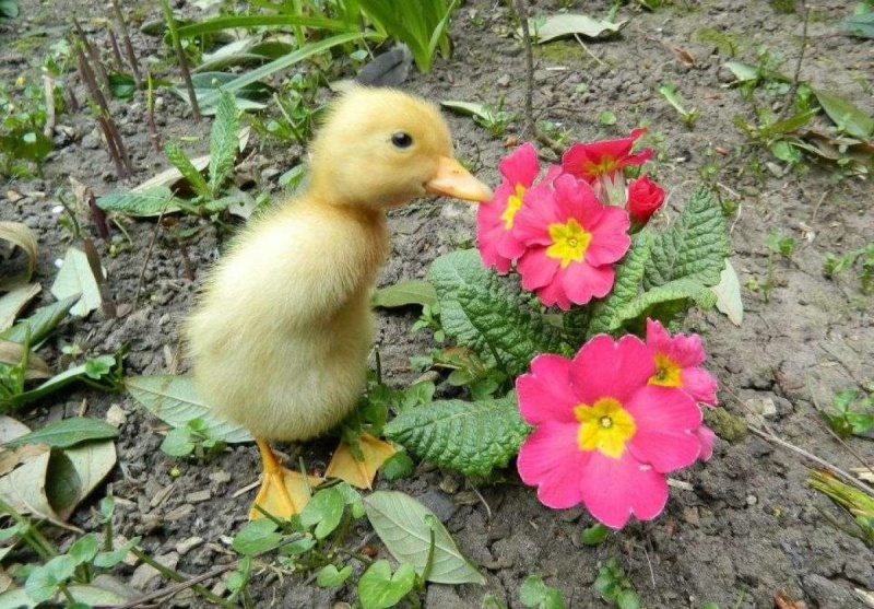 pour les amoureux des animaux Poussi10