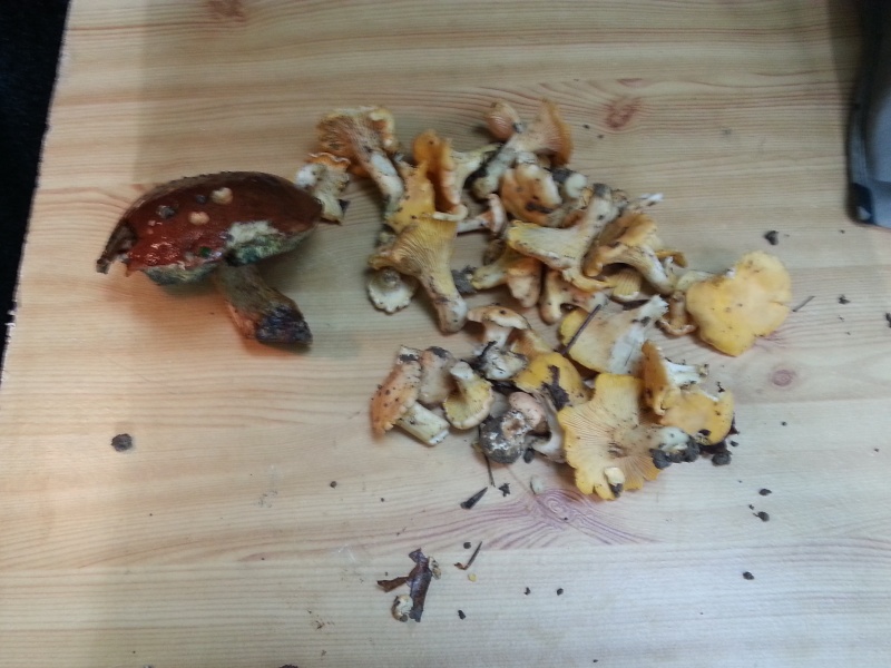 Les champignons , ( girolles , cèpes , morilles ) etc ...  - Page 31 20140816