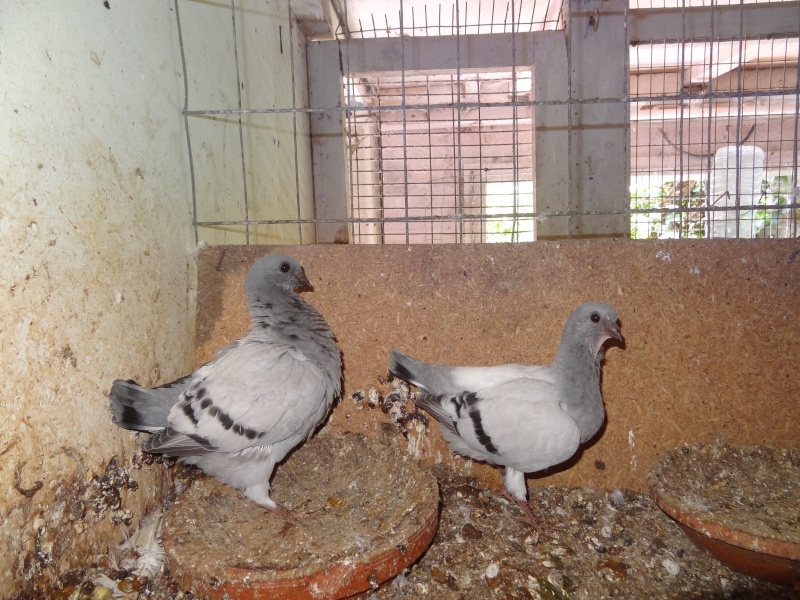 une race de pigeons que je possède les cravaté italien et mes lapin nain -  Autres animaux de basse-cour - Nimo