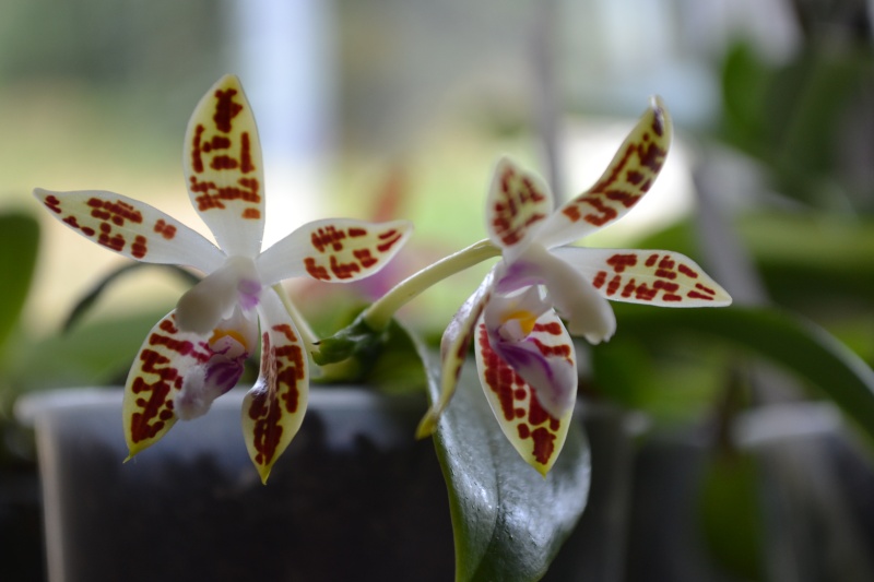 Phalaenopsis corningiana 00312